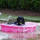 Illustration for article titled 39 *Scratchy Scratchy* Photos of Dogs